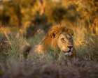 Africa-South Africa-Kruger National Park Male lion rests in grass at sunset Art Print